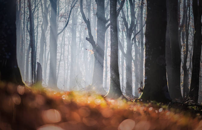 The Beauty of the Casentino Forests