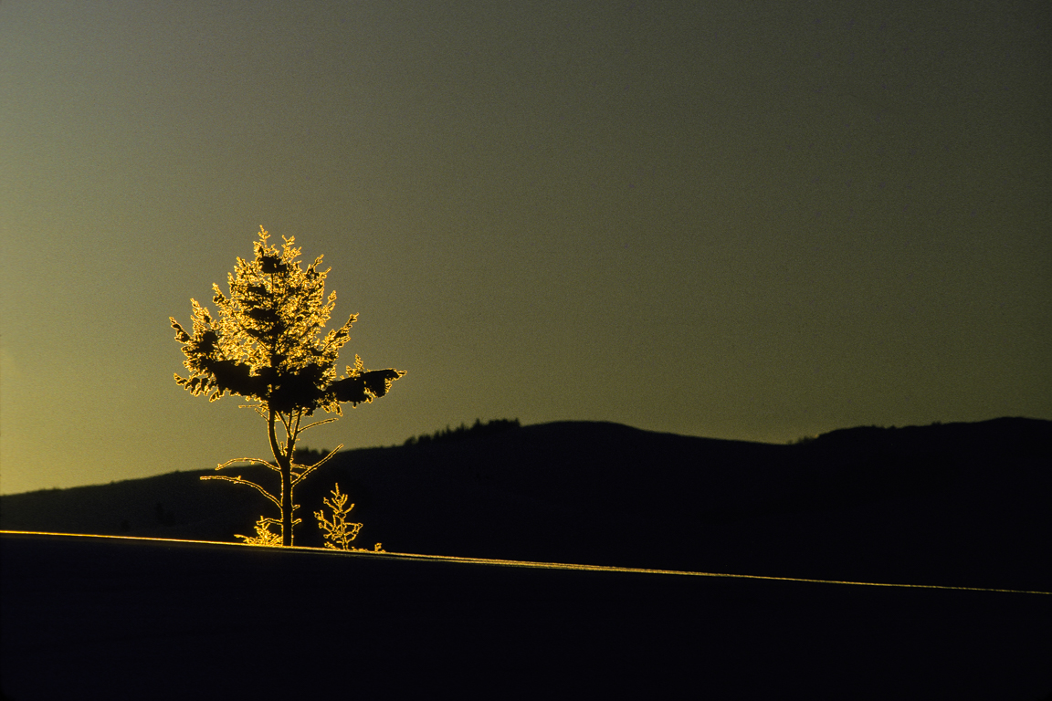 Lodgepole Pine Golden Frost