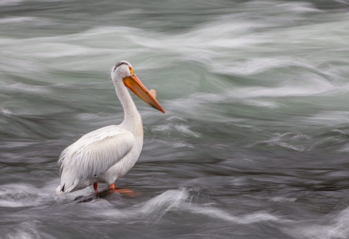 American White Pelican Standing in Moving Water