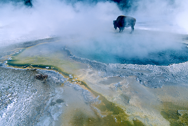 Bison at Crested Pool-2