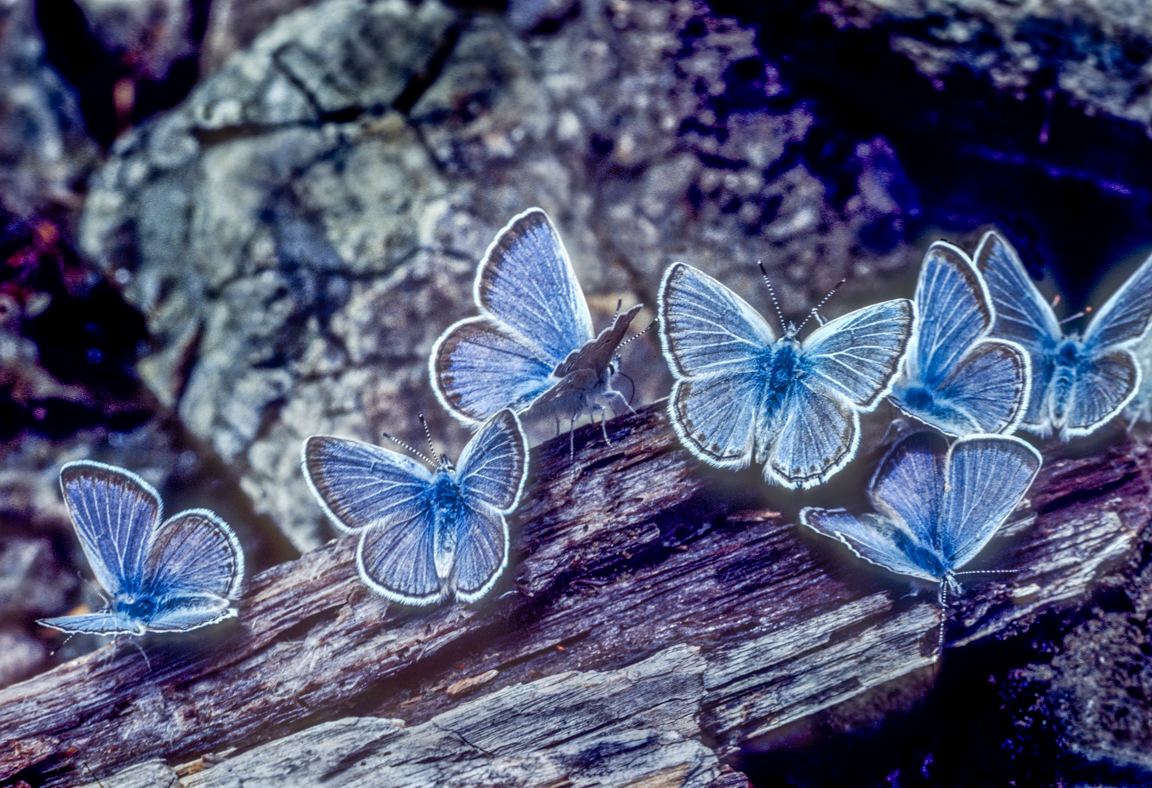 Royal Blue Butterflies