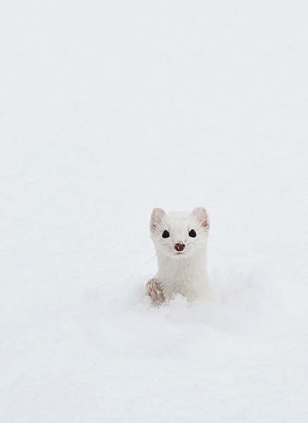 Ermine in Deep Snow