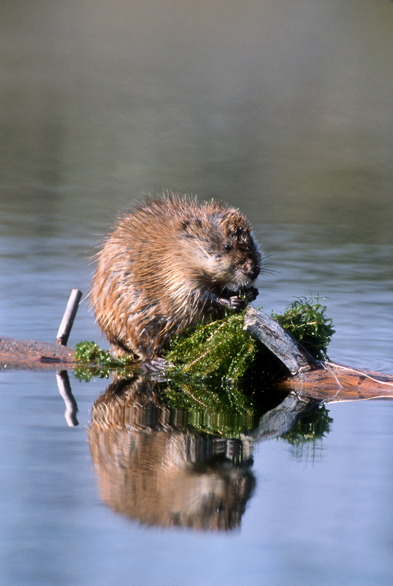 Muskrat Feeding on Aquatic Vegatation