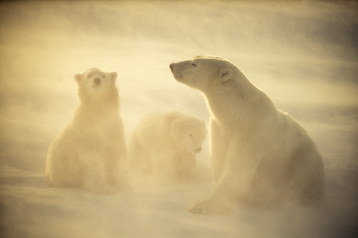 Polar Bear Family in Blowing Snow