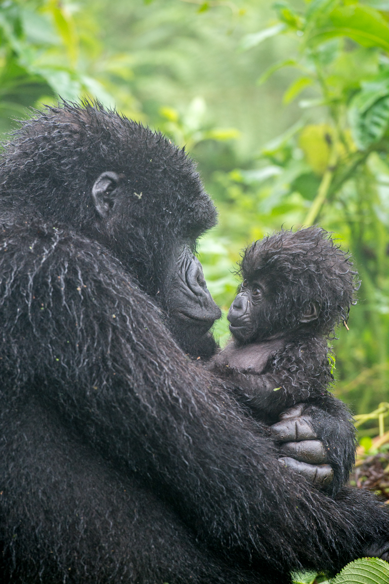 Mountain Gorilla Looking At Baby in Arms