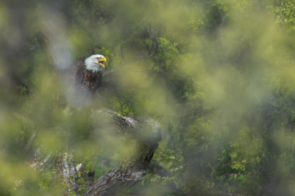 Bald Eagle Calling Close Up