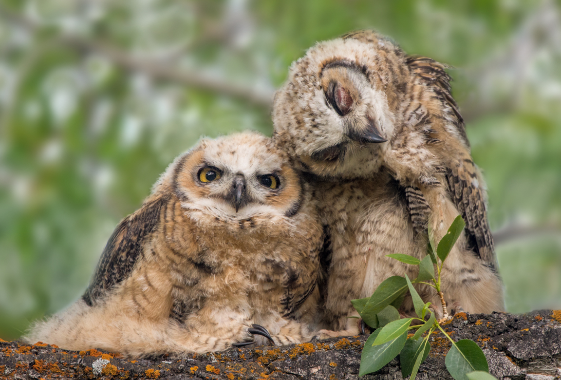 Great Horned Chicks Cuddling