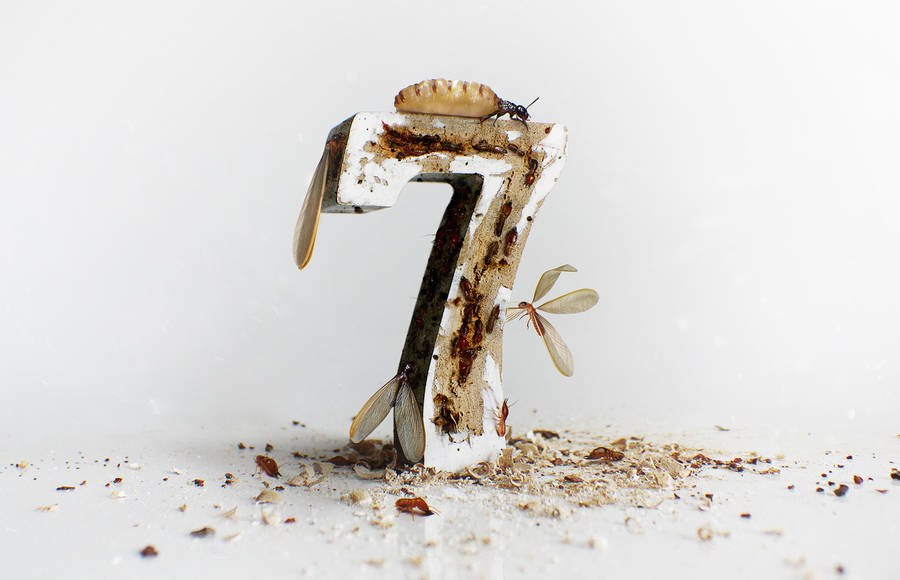When Number Typography Meets Insects