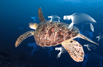 Inspiring Moiré Animal Illustrations in Underwater Pictures