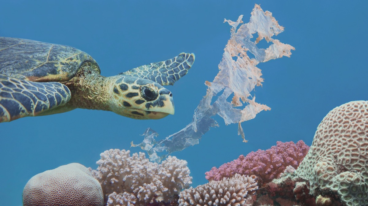 Beautiful sea hawksbill turtle swiming above colorful tropical coral reef  polluted with plastic bag - environmental protection concept