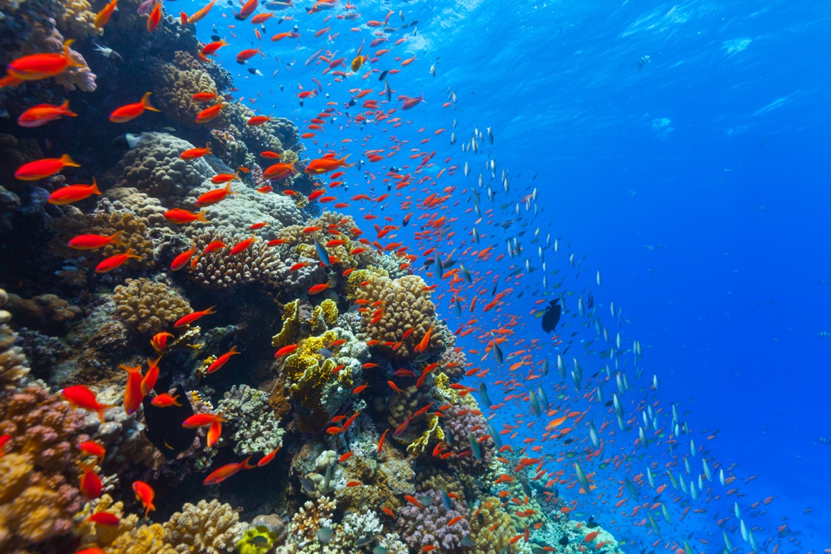 Underwater coral reef