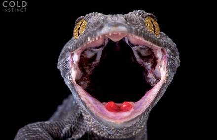 Rare and Stunning Portraits of Reptiles