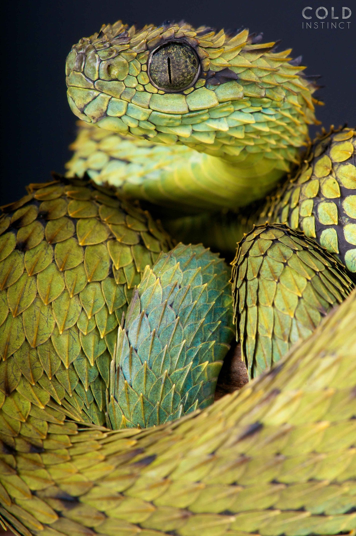 matthijs-kuijpers-cold-instinct-Atheris-hispida