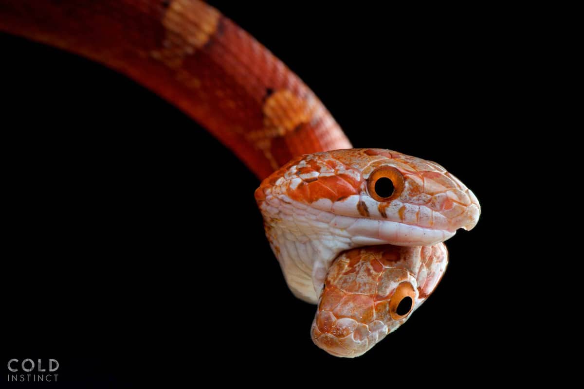 matthijs-kuijpers-cold-instinct-Pantherophis-guttatus