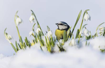 The Winners of the British Wildlife Photography Awards 2019