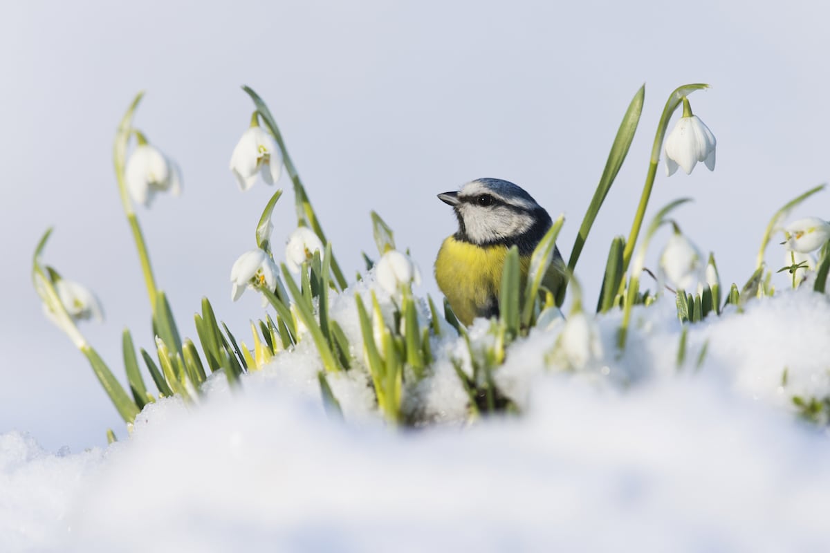 British-Wildlife-Photography-Awards-British-seasons-winner-by-Paul-Sawer-1