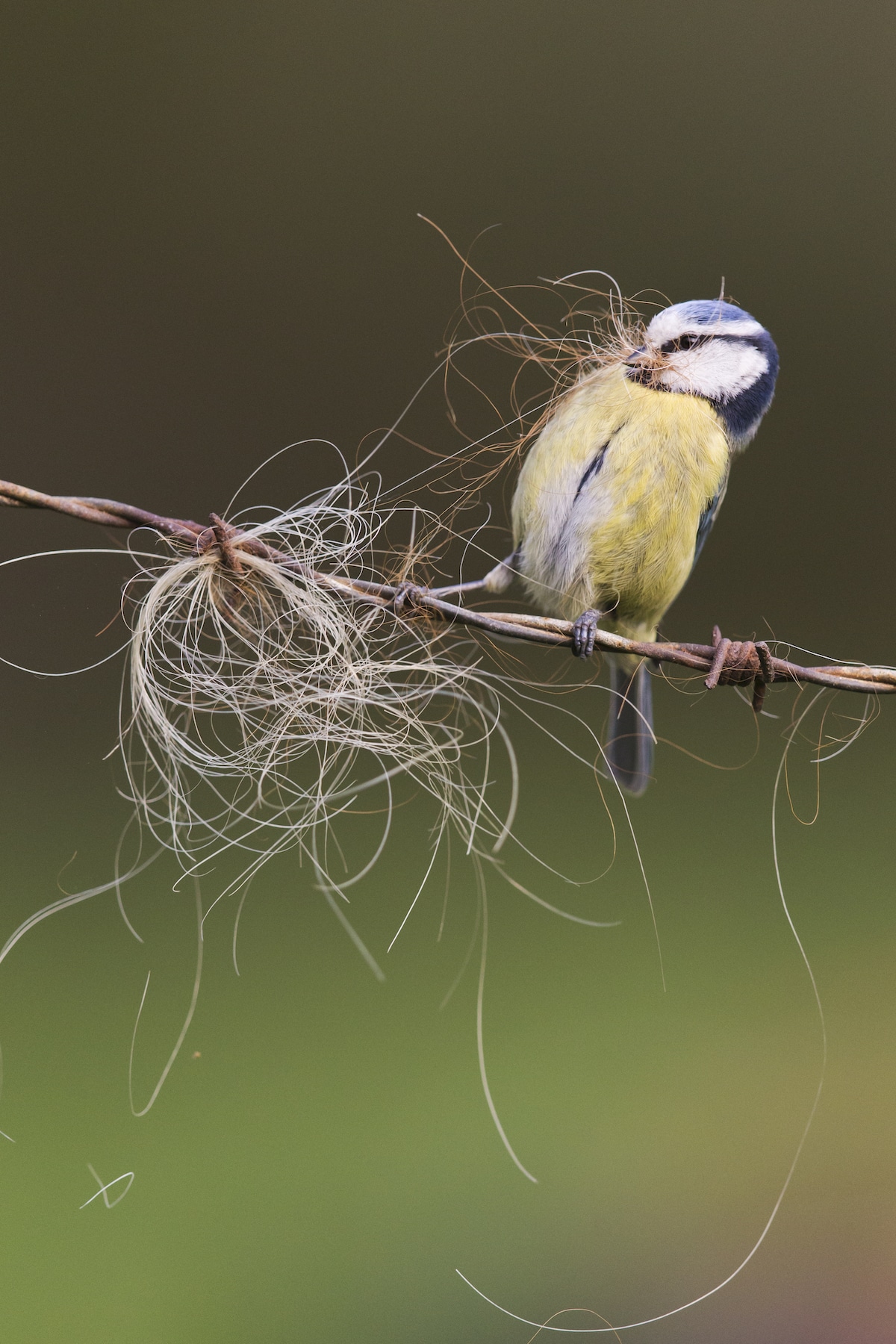 British-Wildlife-Photography-Awards-British-seasons-winner-by-Paul-Sawer-2