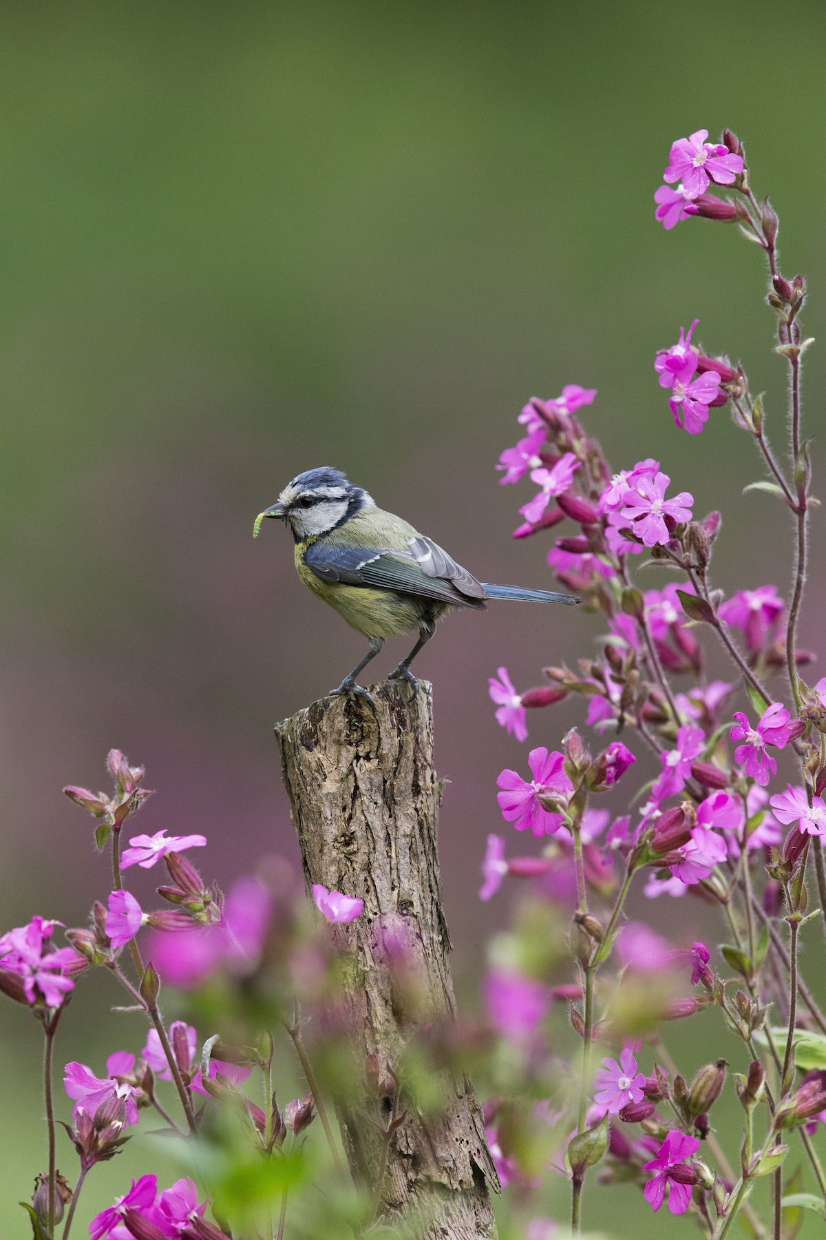 British-Wildlife-Photography-Awards-British-seasons-winner-by-Paul-Sawer-3