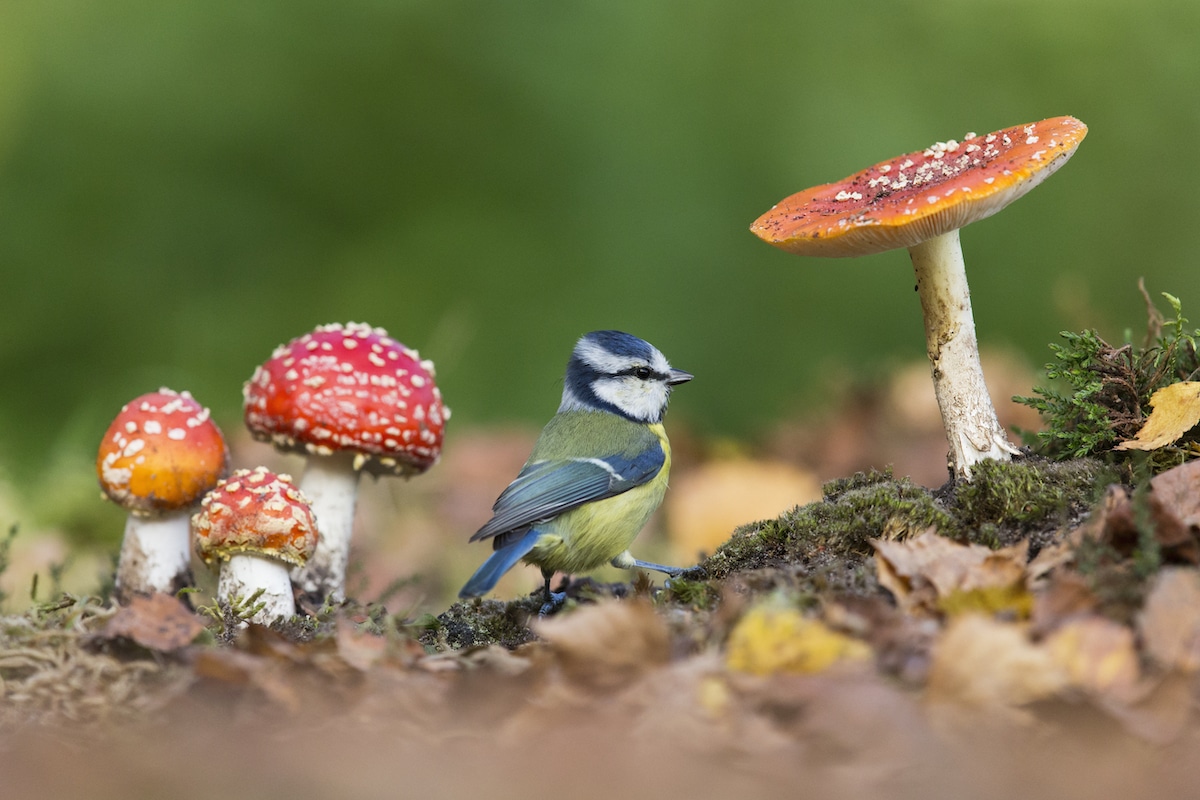 British-Wildlife-Photography-Awards-British-seasons-winner-by-Paul-Sawer-4