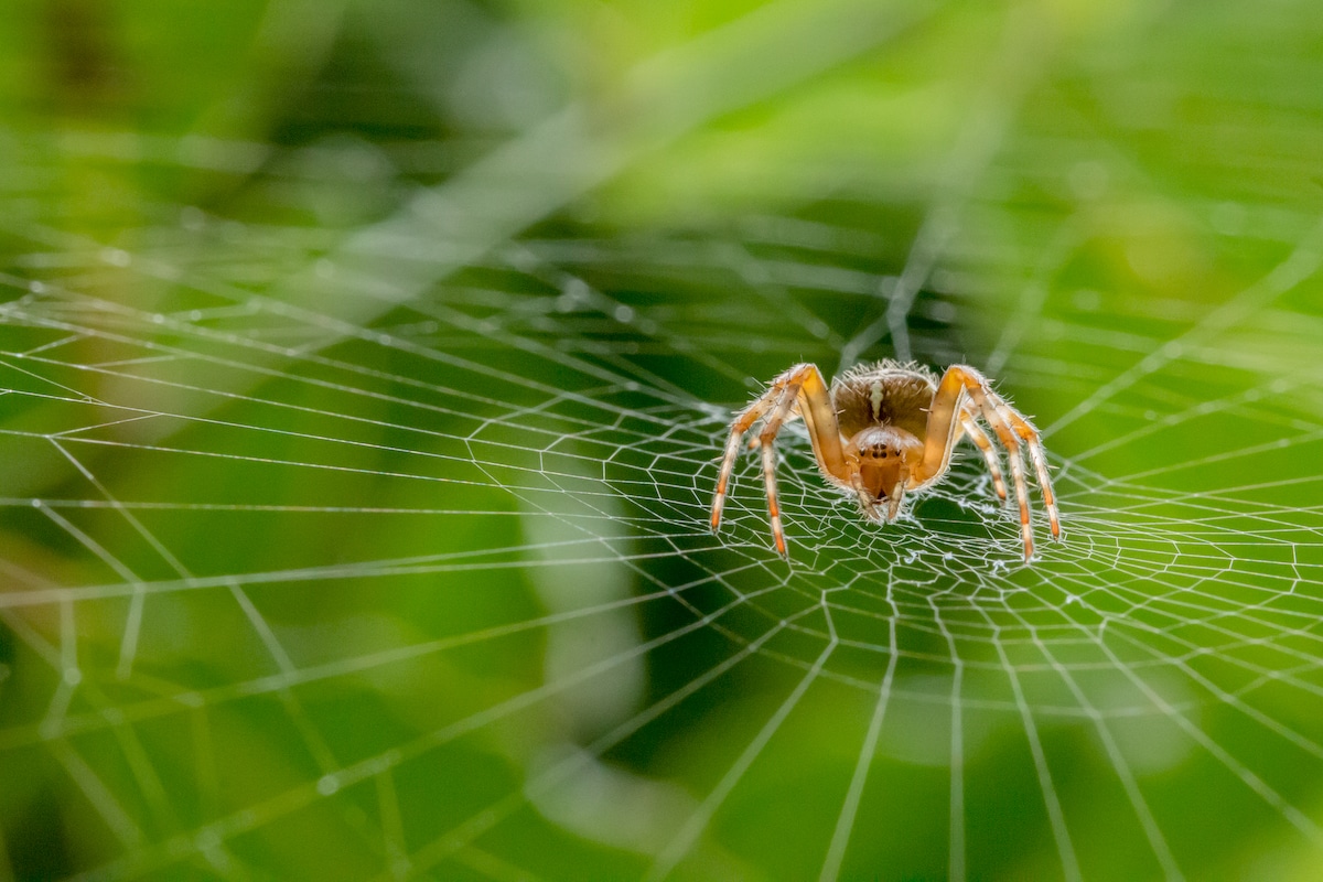 British-Wildlife-Photography-Awards-HIDDEN-britain-winner-by-Alan-Smith