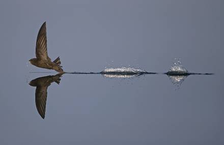 The Winners of the British Wildlife Photography Awards 2019