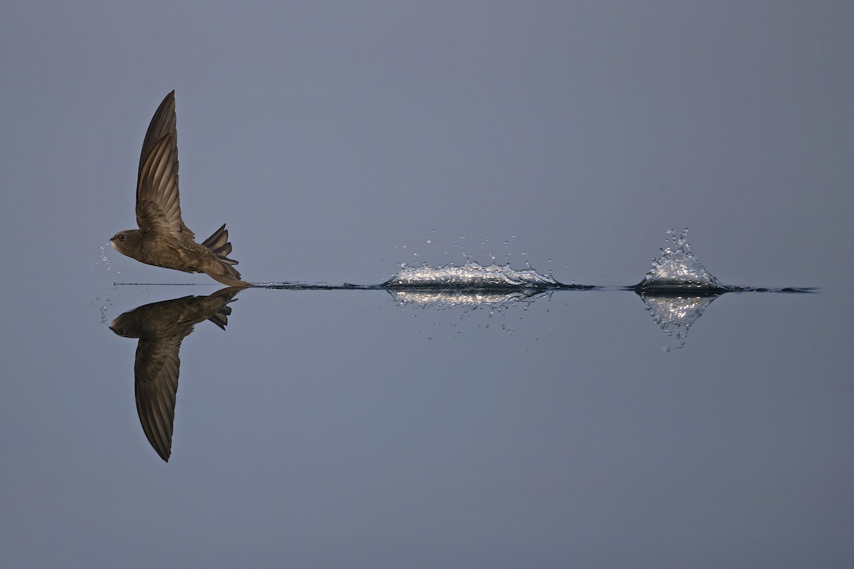 British-Wildlife-Photography-Awards-animal-behaviour-winner-by-Robin-Chittenden