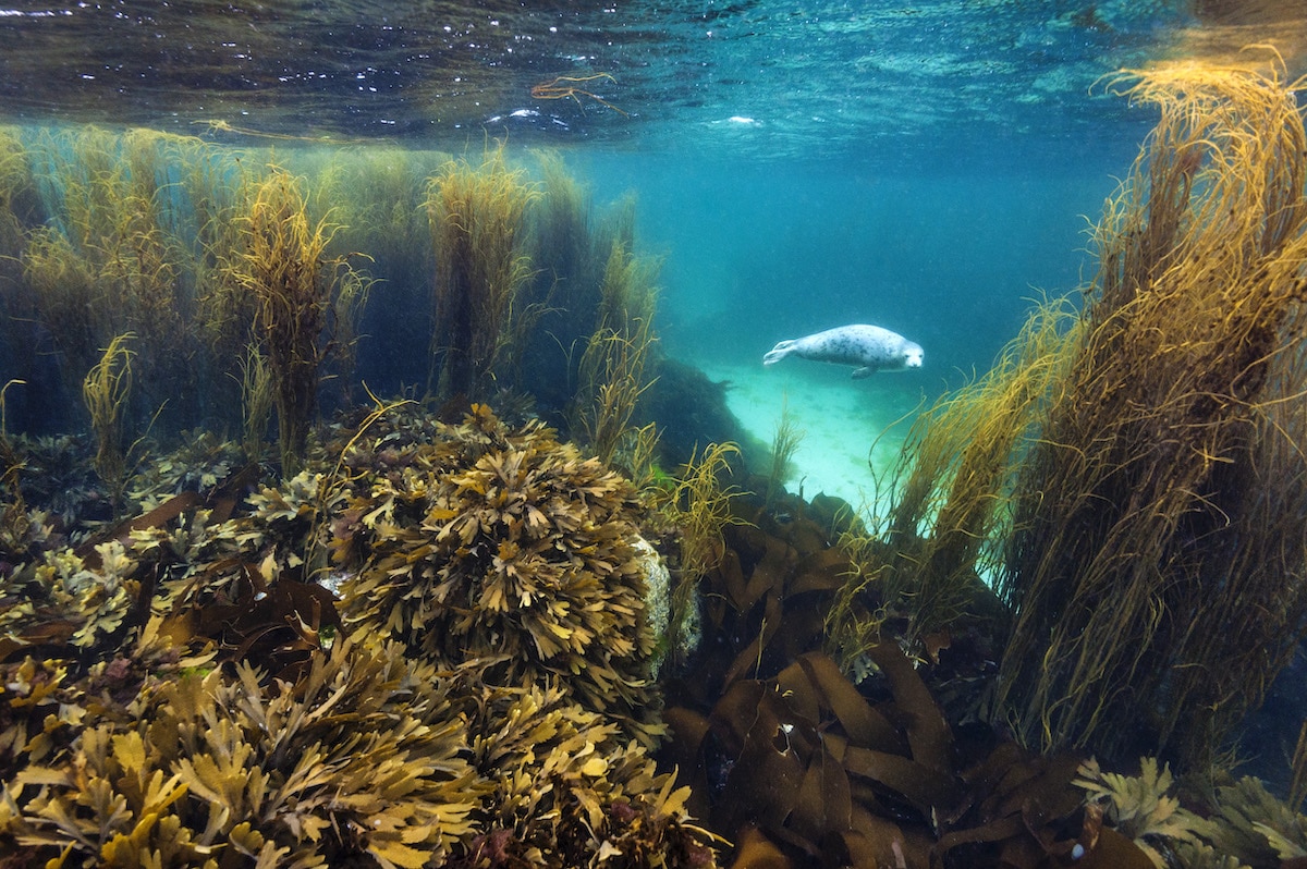British Wildlife Photography Awards habitat winner by Rich Bunce 