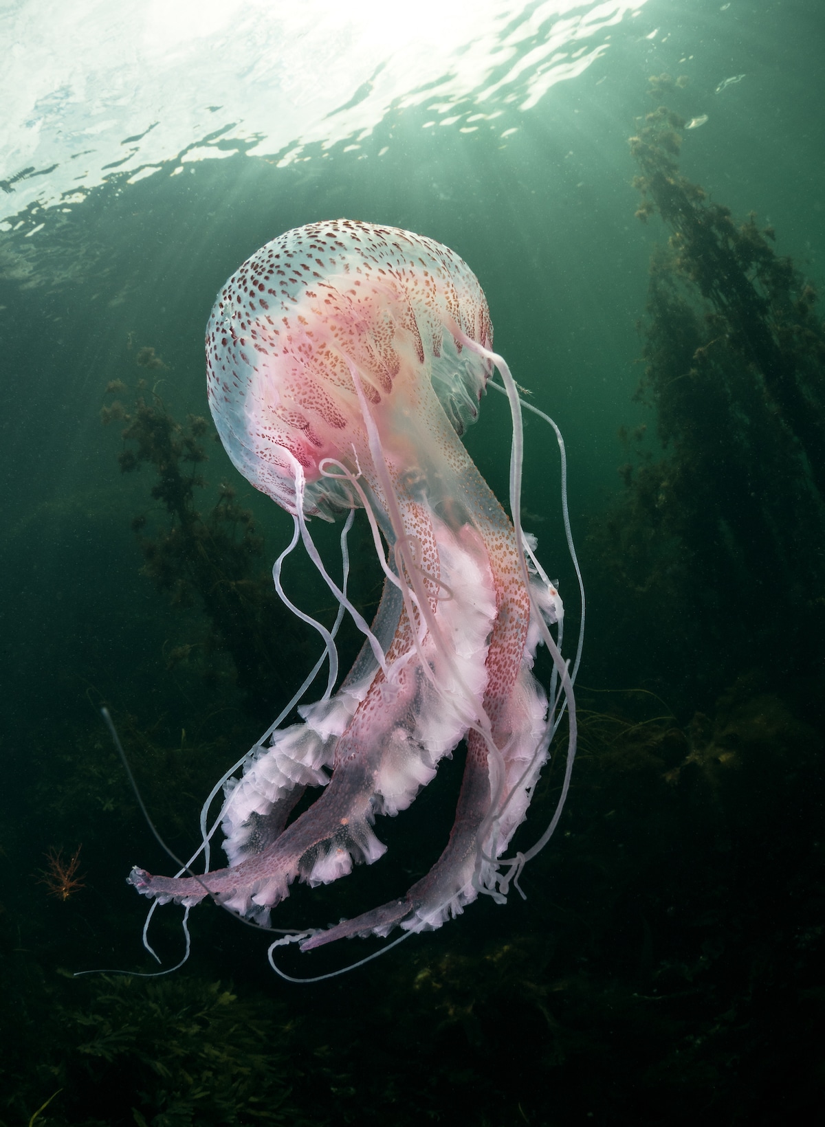 British-Wildlife-Photography-Awards-coast-and-marine-winner-for-northern-ireland-coast-of-ireland-by-Trevor-Rees