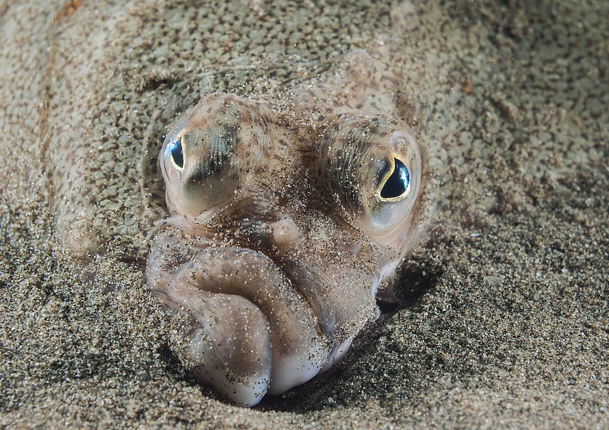 British-Wildlife-Photography-Awards-coast-and-marine-winner-for-wales