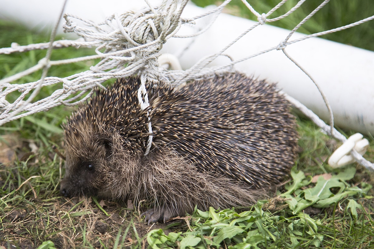 British-Wildlife-Photography-Awards-documentary-series-winner-by-Lawrie-Brailey-1