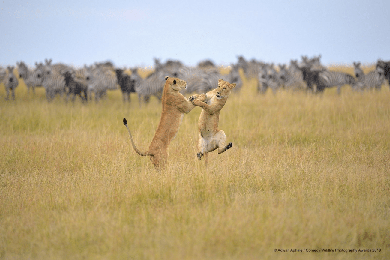 comedy-wildlife-meilleures-photos-animaux-2019-1