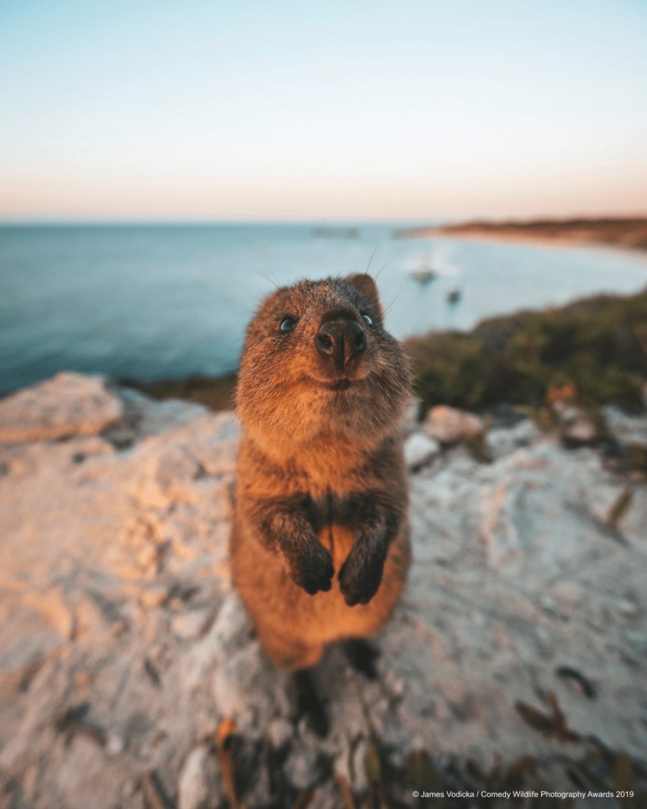 comedy-wildlife-meilleures-photos-animaux-2019-16