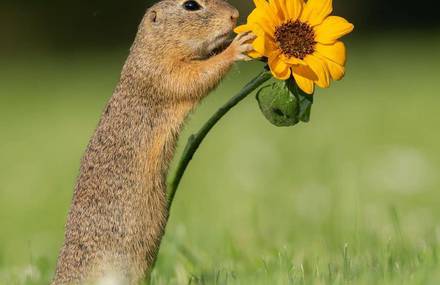 Beautiful Wildlife Portraits