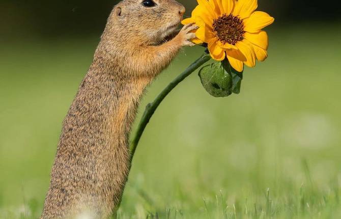Beautiful Wildlife Portraits