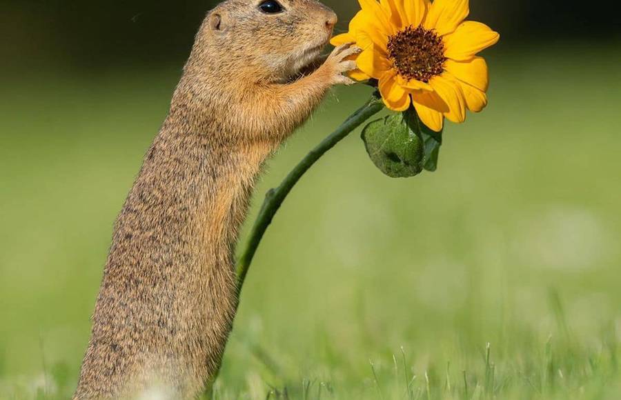 Beautiful Wildlife Portraits