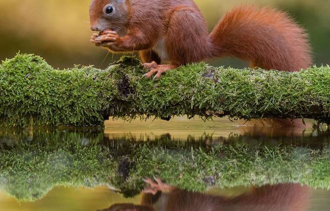 Beautiful Wildlife Portraits