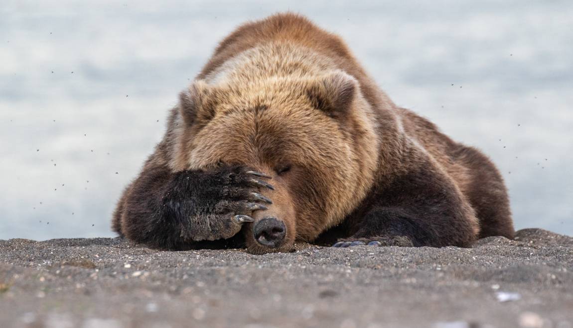 les-photos-danimaux-les-plus-droles-finalistes-des-comedy-wildlife-photography-awards