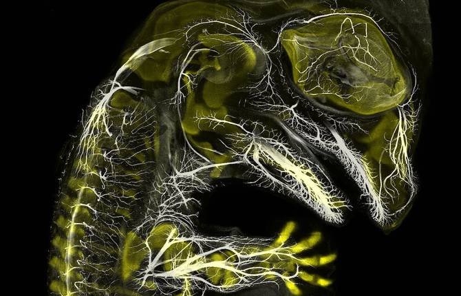 The Winners of the Nikon Small World 2019