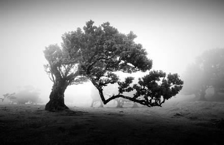 Magnificient Old Trees