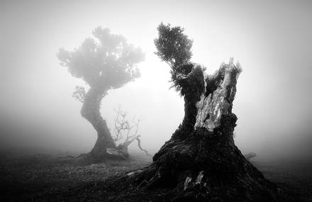 Magnificient Old Trees