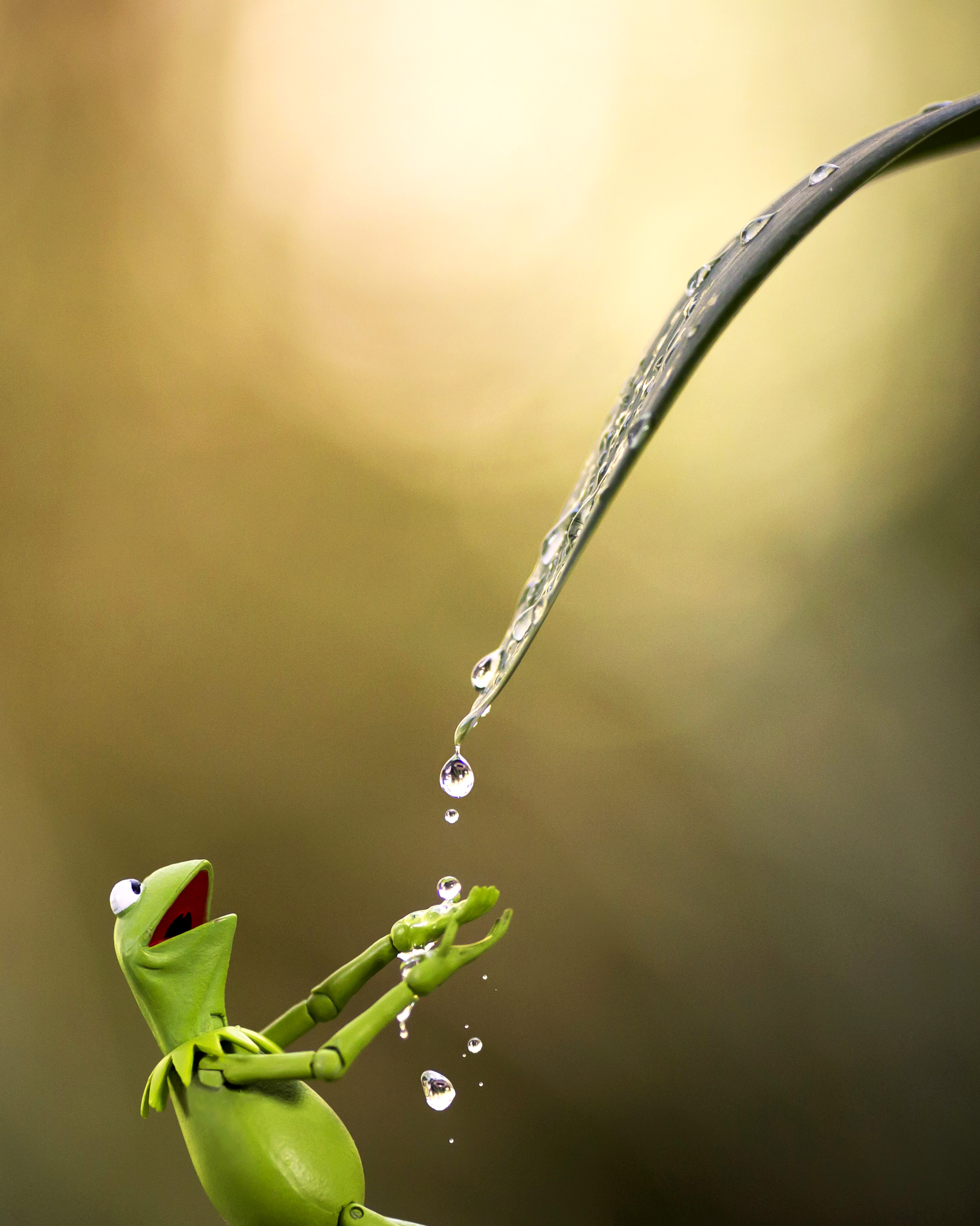 Kermit Dew Drop