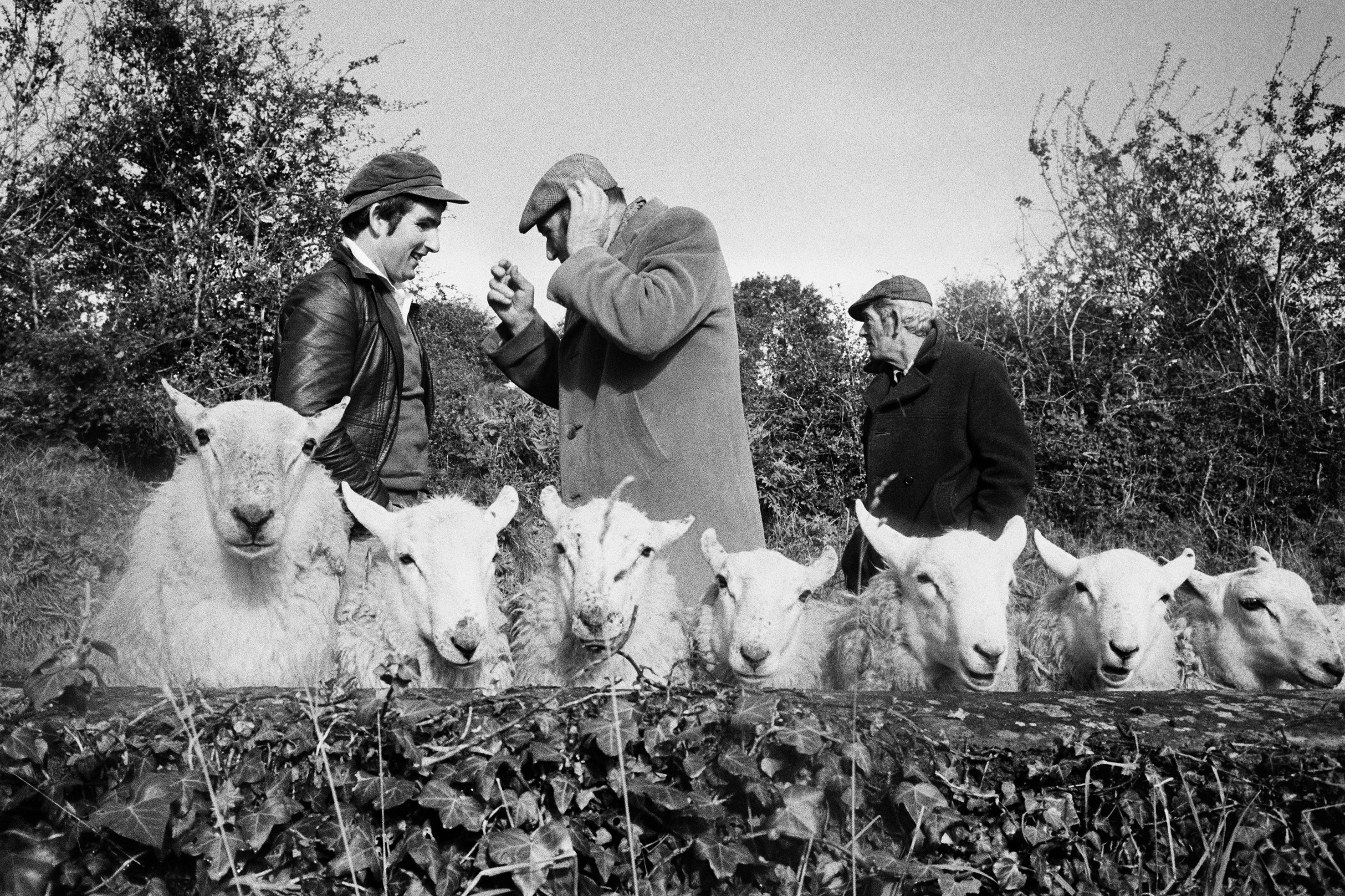 IRELAND. County Leitrim. Manorhamilton sheep fair. From 'A Fair Day'. 1981.