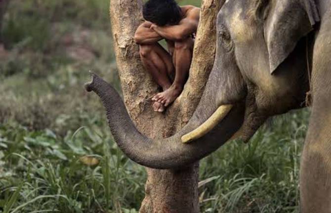 Stunning Portraits of Humans and Animals by Steve McCurry