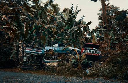 Nature Takes Over Abandoned Cars