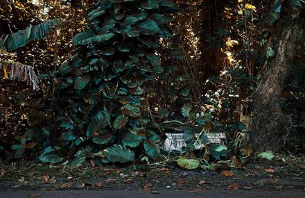 Nature Takes Over Abandoned Cars