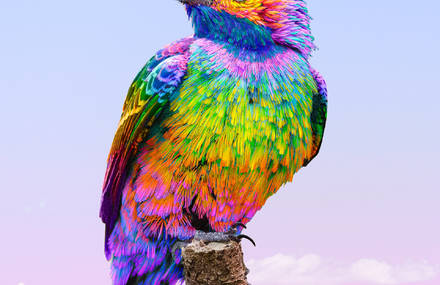 Animals in Rainbow Colors