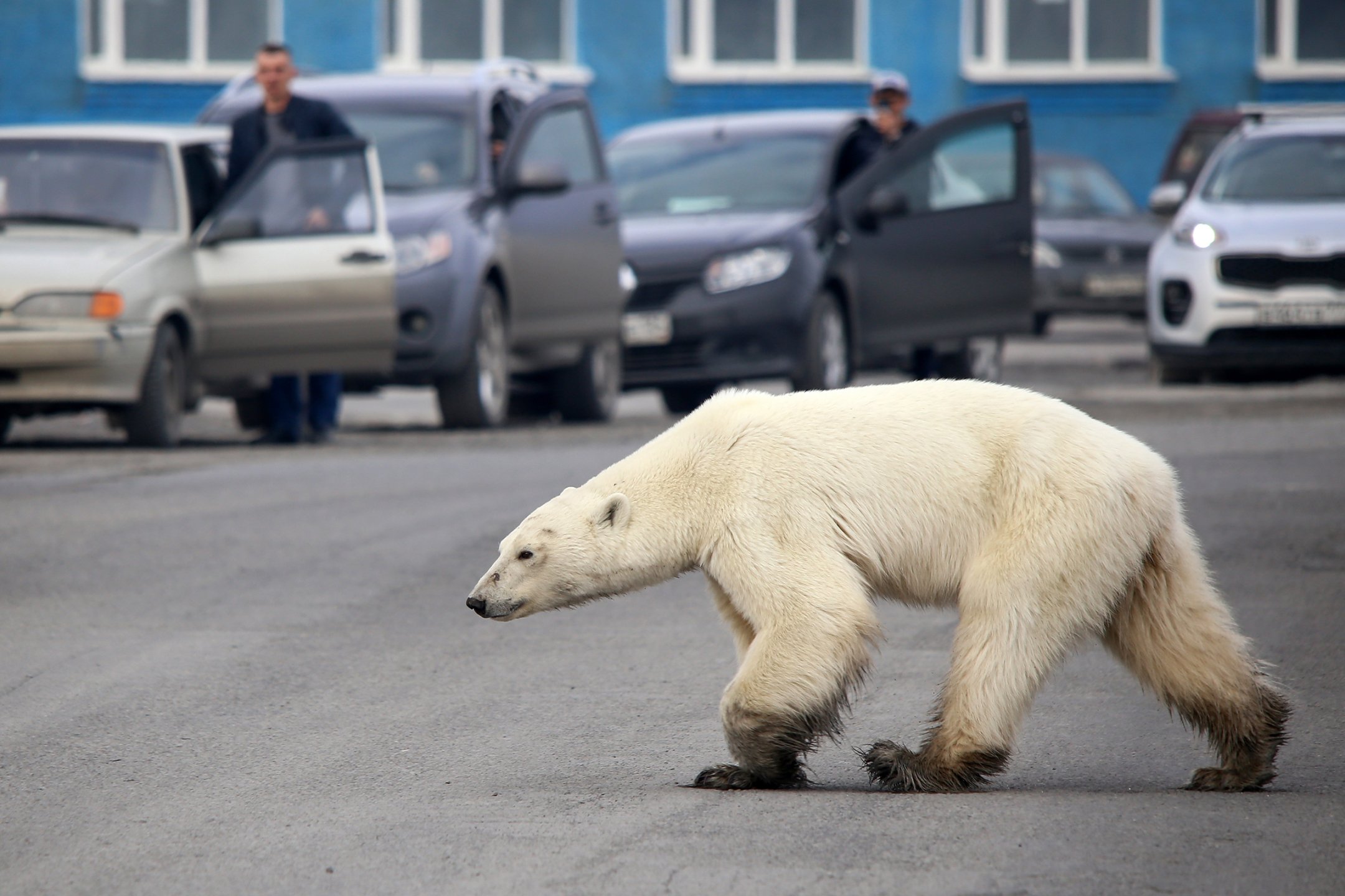 TOPSHOT-RUSSIA-ANIMAL-ENVIRONMENT