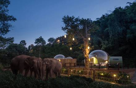 Amazing Bubble Rooms To Spend Night With Elephants