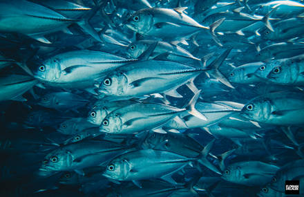 Beautiful Sealife in Malaysia