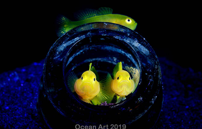 The Winners of the Ocean Art Photography Contest